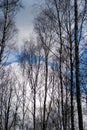 Crowns of birches against the background of a blue April sky wit