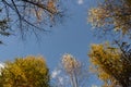 Crowns of colorful trees seen from below. Blue sky.