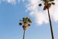 Crowns of date palms against a blue sky with white clouds Royalty Free Stock Photo