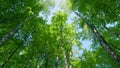 Crowns of deciduous forest trees with bright afternoon sun and rays. Beautiful view of nature in summer. Rotation. Royalty Free Stock Photo