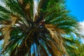 Crowns of exotic palm trees in the park