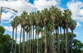 Crowns of exotic palm trees in the park