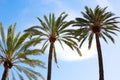 Crowns and fronds of tropical palm trees