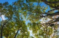 The crowns of giant Populus tree. The Imperial Palace garden. Tokyo. Japan Royalty Free Stock Photo