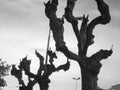 The crowns of large Italian trees without leaves and the sky