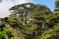 Crowns of Lebanon cedars with blue sky on background Royalty Free Stock Photo