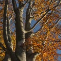 Crowns of massive beech trees with colorful leaves in the forest in autumn.