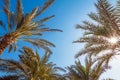 The crowns of the palm trees against the blue sky. The view from the bottom up