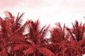 Crowns of palm trees against the sky in cloudy weather. Natural background red color toned