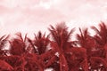 Crowns of palm trees against the sky in cloudy weather. Natural background red color toned