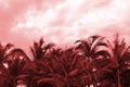 Crowns of palm trees against the sky in cloudy weather. Natural background red color toned
