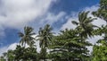 Crowns of palms and tropical trees against the sky and clouds. Royalty Free Stock Photo