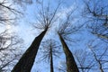 crowns of pines and deciduous trees without leaves against a background of bright blue March sky, a view vertically from below upw