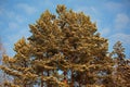 Crowns of pines in the light of the January sun. Royalty Free Stock Photo