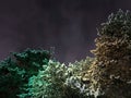 Crowns of pines in snow, illuminated by green light. Against the backdrop of the night sky Royalty Free Stock Photo