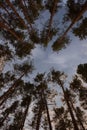 crowns of tall pines in the forest