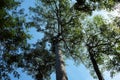 Crowns of tall trees intertwined with branches against a clear sky. Trees in a tropical forest on a sunny day