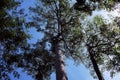 Crowns of tall trees intertwined with branches against a clear sky. Trees in a tropical forest on a sunny day