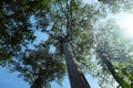 Crowns of tall trees intertwined with branches against a clear sky. Trees in a tropical forest on a sunny day