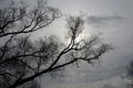 Crowns of trees against the sky. Tall willows in February without leaves.