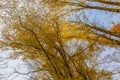 Crowns of trees in the autumn forest Royalty Free Stock Photo