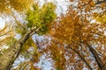 Crowns of trees in the autumn forest Royalty Free Stock Photo
