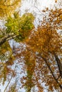 Crowns of trees in the autumn forest Royalty Free Stock Photo