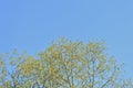 Crowns of trees covered with fresh young foliage against a blue sky on a sunny spring day. Natural background Royalty Free Stock Photo