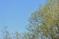 Crowns of trees covered with fresh young foliage against a blue sky on a sunny spring day. Natural background Royalty Free Stock Photo