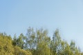 Crowns of trees covered with fresh young foliage against a blue sky on a sunny spring day. Natural background Royalty Free Stock Photo