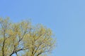 Crowns of trees covered with fresh young foliage against a blue sky on a sunny spring day. Natural background Royalty Free Stock Photo