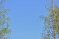 Crowns of trees covered with fresh young foliage against a blue sky on a sunny spring day. Natural background Royalty Free Stock Photo