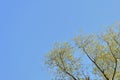 Crowns of trees covered with fresh young foliage against a blue sky on a sunny spring day. Natural background Royalty Free Stock Photo