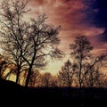 Crowns of trees at dusk.