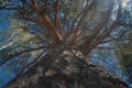 Crowns and trunks against the blue sky and white clouds. A view to the top Royalty Free Stock Photo