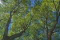 Crowns and trunks against the blue sky and white clouds. A view to the top Royalty Free Stock Photo