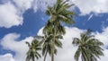 Crowns and trunks of tall coconut palms against a background of blue sky Royalty Free Stock Photo