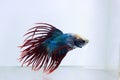 Crowntail betta fish. The betta fish are light blue on the body and with a tail resembling a bright red crown in an aquarium