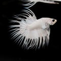 Crowntail Betta Fish White Platinum Royalty Free Stock Photo