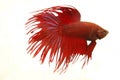 Crowntail Betta Splendens Royalty Free Stock Photo