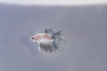 Crowntail Betta Splendens Fish White Silver Royalty Free Stock Photo