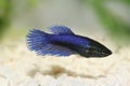 Crowntail female betta splendens Siamese fighting fish aquarium fish