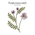 Crownvetch, or purple crown vetch securigera, or coronilla varia , state plant of Pennsylvania