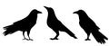 crows black silhouette
