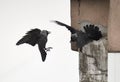 Crows building a nest, damaging the walls Royalty Free Stock Photo