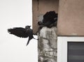 Crows building a nest, damaging the walls Royalty Free Stock Photo