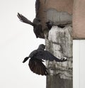 Crows building a nest, damaging the walls Royalty Free Stock Photo