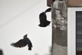 Crows building a nest, damaging the walls Royalty Free Stock Photo