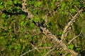 Crows cawing from the roof Royalty Free Stock Photo