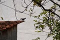 Crows cawing from the roof Royalty Free Stock Photo